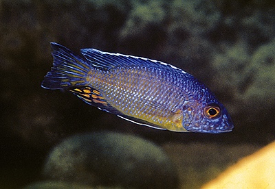 Aulonocara stuartgranti 'Mundola Point'